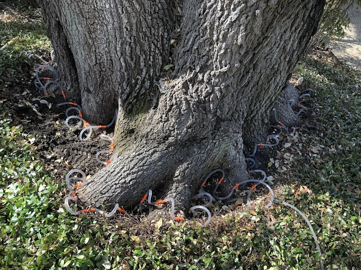 Detailed Tree Cabling and Bracing job site in Chappell