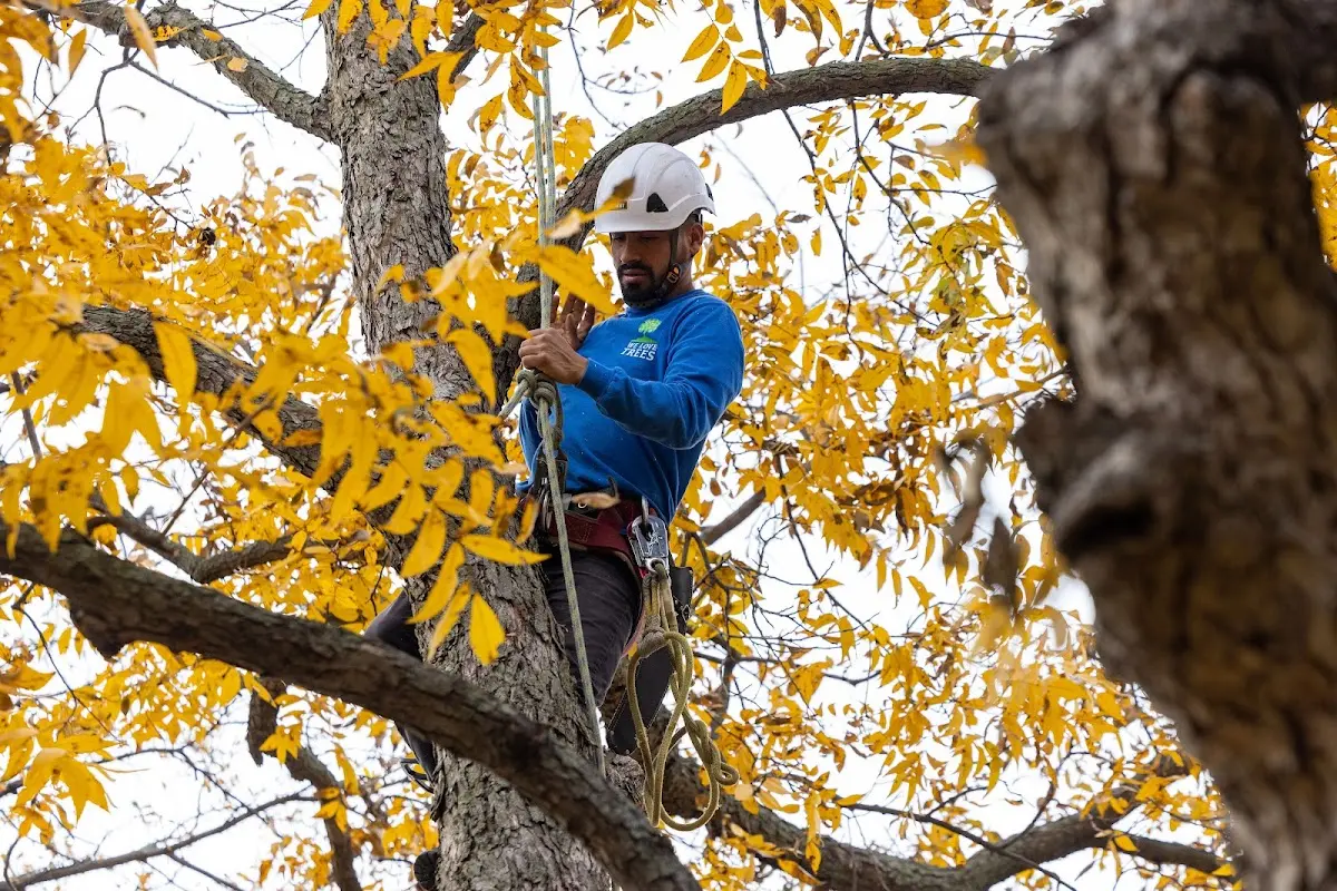 Skilled Tree Pruning crew working in Chappell